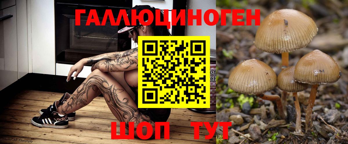 Псилоцибиновые грибы Psilocybe Южноуральск